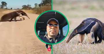 Netizens Joke Over Anteater’s Identity in Viral TikTok Video with