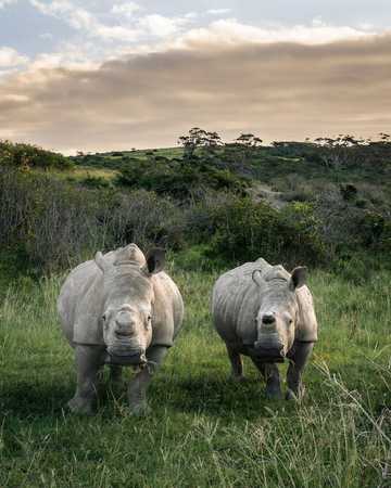 Top 20 extinct and endangered animals in South Africa with images ...