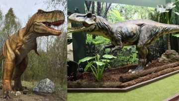 Woman claims she spotted a baby dinosaur running near her home