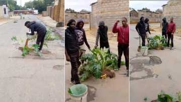 Plants vs Potholes: Residents cover potholes with pretty flowers, SA impressed