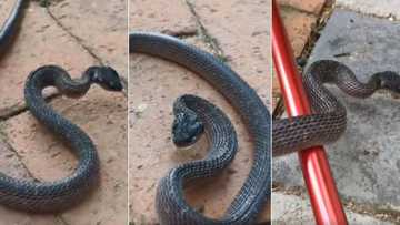 Snake catcher Nick Evans rescues a young and furious herald in a video