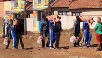 “A pig”: Mzansi reacts to video of 2 men carrying a live pig, dressed in new clothes