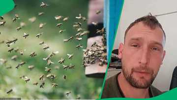 Bee swarm attack in Middelburg: Conservationist shares what to do if bees chase you