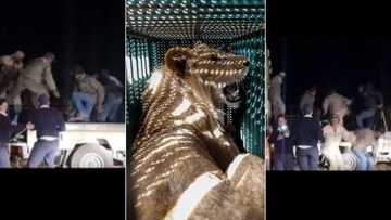 Group of men in Bloemfontein trying to load lion onto truck for treatment scatter as king of the jungle wakes up without warning