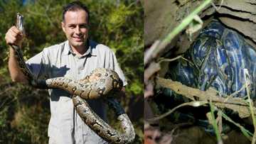 Nick Evans nabs chicken eating python, locals breathe a sigh of relief