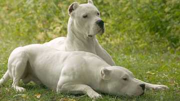 What is the strongest dog breed in the world? Top 20 list