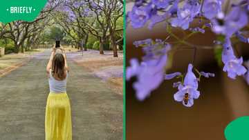 Joburg's jacaranda streets are pure magic this October