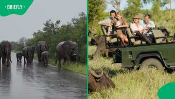 “Nature just soldiers on”: Elephants roam amid extreme Kruger floods in viral video
