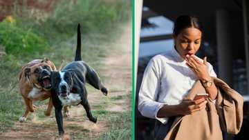 Limpopo Principal Dies After Being Mauled by Her Dogs at Home, Mzansi Mourns