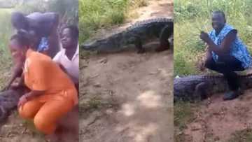 Tourists cry for help as crocodile bites woman in horrific video