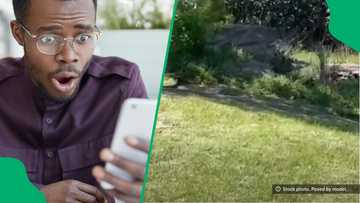 “If it chases you”: Black mamba sighting near Wild Coast Sun leaves Mzansi on edge