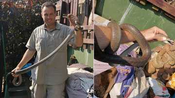 Major scare for domestic worker as deadly Black Mamba shows face, SA gets jitters