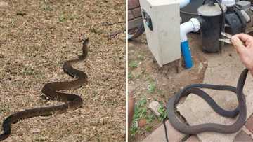 Nick Evans strikes again: Brave KwaZulu-Natal snake catcher rescues homeowner from venomous black mamba