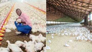 Halala: Young farmer pays off land, runs successful poultry farm