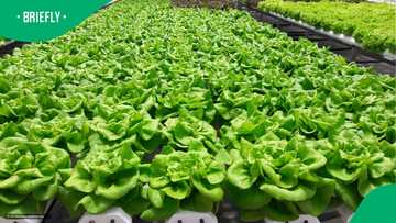 Graduate unable to find work builds successful farm without soil