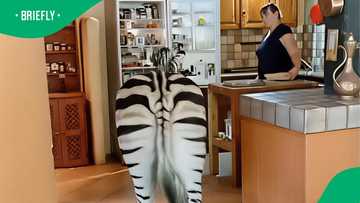 Woman welcomes zebra indoor with fruit snack platter in TikTok video