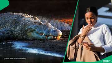"He could’ve almost been a meal": Crocodile attacking handler in resurfaced viral video stuns SA