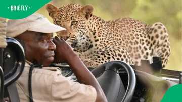 “What was the state of his underwear after?”: Mzansi startled by leopard jumping on game ranger’s Jeep
