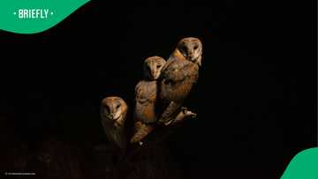 Randfontein SPCA kills 4 barn owls, rescue centre claims a volunteer was rn route to collect them