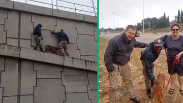 Two men risk their lives to rescue stranded dog on Gautrain ledge, search for heroes continues