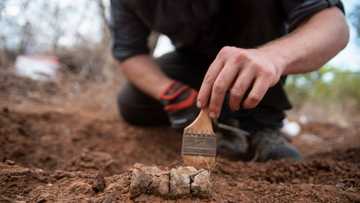 Africa's oldest dinosaur found in Zimbabwe