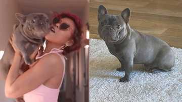 Actress Taraji P Henson mourns death of her beloved dog K-Ball