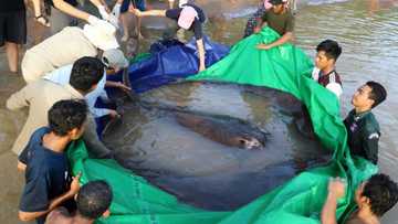 'World's biggest' freshwater fish netted in Cambodia