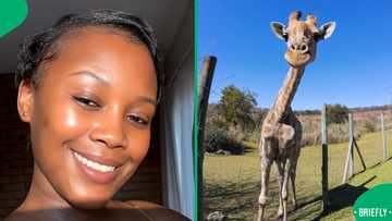"Minister of enjoyment": Woman grooves with 'dancing' giraffe