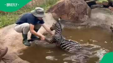 “Thank goodness”: Newborn zebra rescued from drowning and reunited with herd in SA Reserve