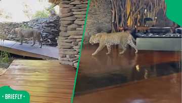 "Very privileged to see that": SA stunned as leopard strolls through lodge with guests nearby