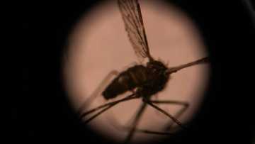 Invasive malaria mosquito spreading in Africa, researchers warn