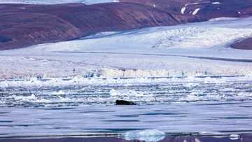 Thinning Greenland ice sheet may mean more sea level rise: study