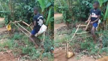 Young boy invents fully functional excavator using tree branches; video impresses many