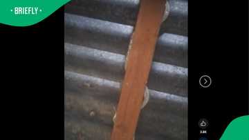 "Guys, you know this is really serious": Man finds snake skin in his shack roof