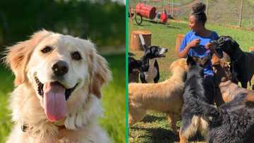 KZN expert shares top 5 kid-friendly dog breeds, adorable TikTok videos will make you melt