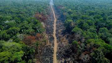 Carrefour still sells beef tied to Brazil deforestation: NGO