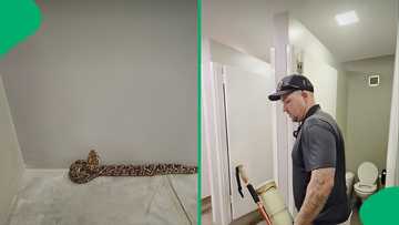 "It's happening too much now": Snake catcher called to remove puff adder in a mall, SA stunned