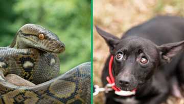 KwaZulu-Natal dog-eating 3.7-metre python caught and released after eating a dog in viral video