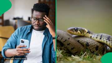 Indian customs foils snake smuggling attempt at Mumbai airport, seizes 16 live snakes