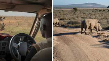 Rhino charges safari vehicle in terrifying encounter captured on TikTok video