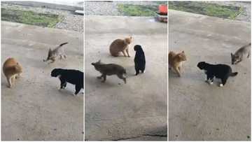 Hilarious viral video shows puppy tugging on 2 angry cats' tails