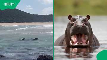 Two hippos spotted swimming in ocean waves near South Africa-Mozambique border