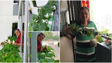 Man grows super unique 'crops in the sky', SA impressed: #GreenThumbs