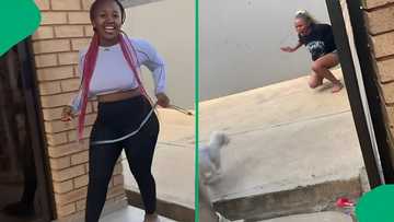 "End the friendship immediately": Woman amused by puppy tormenting her friend, video disturbs Mzansi