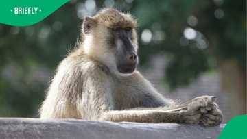 Bold baboon causes chaos in Nelson Mandela University res kitchen in viral TikTok video