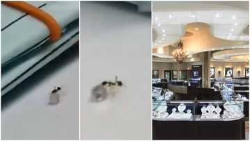 Moment ant 'sneaks' into jewellery shop, drags off expensive diamond, attempts to take it away in viral video
