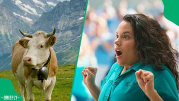 “Don’t run away like that, you are making it angry”: Enraged cow almost rams into passerby