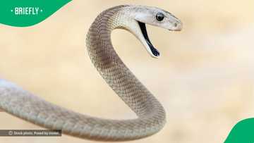 Man spots black mamba 'walking', video leaves South Africa mortified