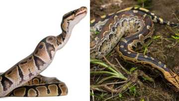 Body of 54-year-old missing woman found inside 7-meter-long python after it swallowed her whole