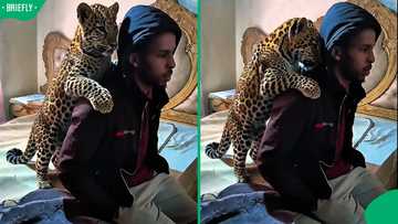 “Might not end well”: South African man raising leopard cub at home leaves SA concerned